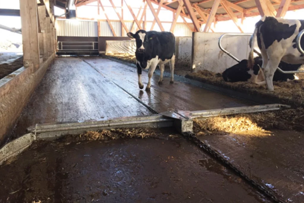 Grandininis skreperis Combi scraper for beton and rubber floors